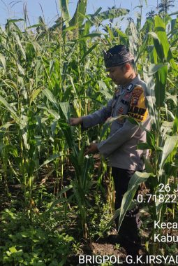 Kapolsek Ujung Batu Dorong Ketahanan Pangan | Pantau Perkembangan Jagung Hibrida di Desa Ngaso