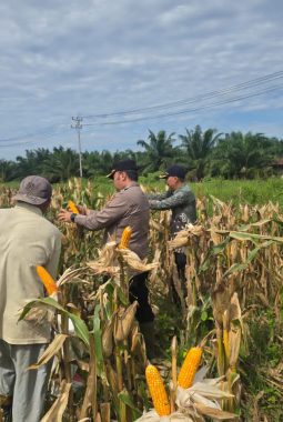 Panen Jagung Serentak di Negeri Seribu Kubah, Bukti Nyata Komitmen Polri Dukung Swasembada Pangan