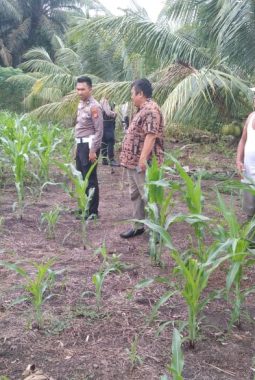 Dukung Swasembada Pangan, Polsek Ujung Batu Tinjau Langsung Lahan Jagung di Desa Ngaso