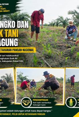 Polsek Bangko dan Kelompok Tani Tanam Jagung di Pekaitan, Perkuat Ketahanan Pangan Nasional